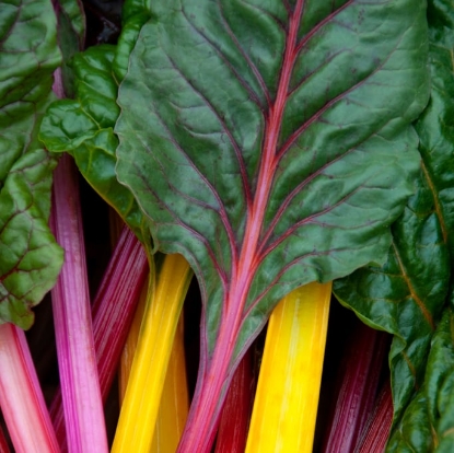 Picture of Chard - Bright Lights